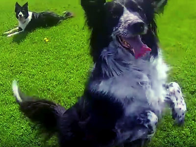 Karyne Millette et sa meute en freestyle canin - video