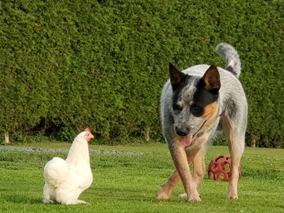 éducation canine, Cattle Dog et poule